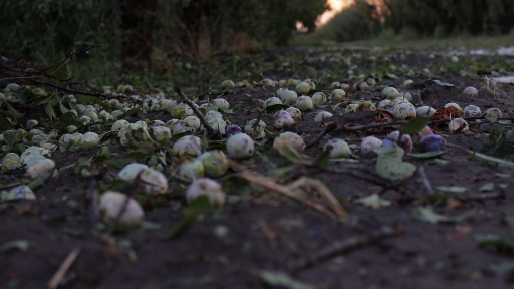 TULUMAYA Y TRES DE MAYO FUERON DECLARADOS EN EMERGENCIA Y DESASTRE AGROPECUARIO