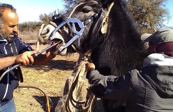 A EQUINOS DEL SECANO SÍ SE LE MIRAN LOS DIENTES