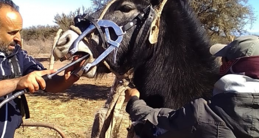 A EQUINOS DEL SECANO SÍ SE LE MIRAN LOS DIENTES